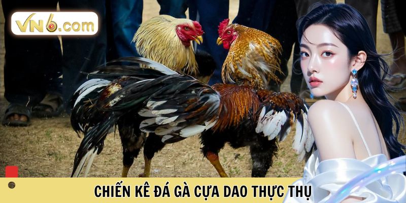 Chiến kê đá gà cựa dao thực thụ
