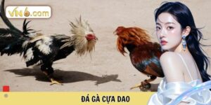 Đá gà cựa dao