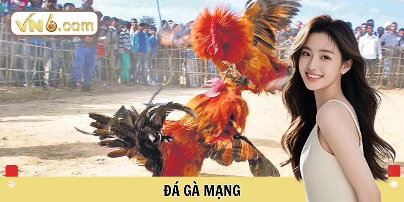 Đá gà mạng