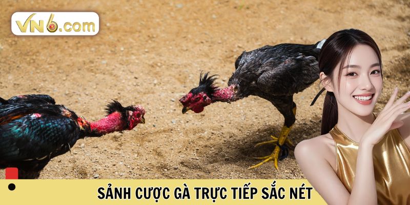 Sảnh cược gà trực tuyến sắc nét
