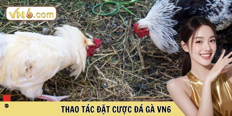 Thao tác đặt cược đá gà VN6